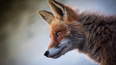 Fuchs