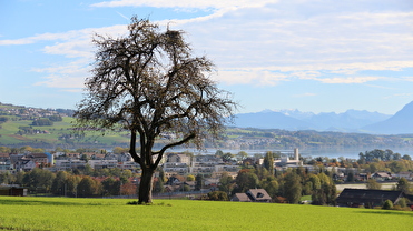 Panorama