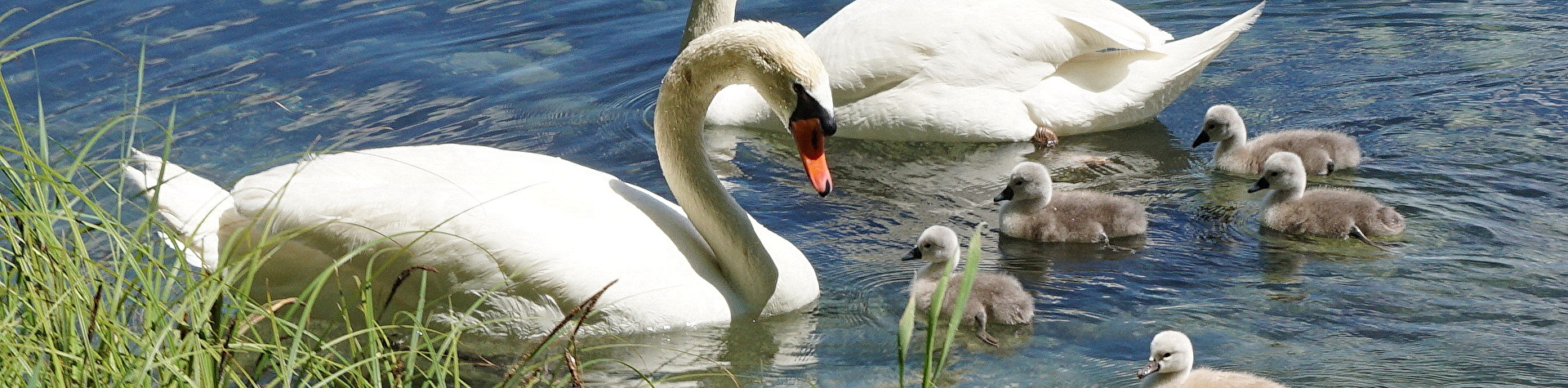 Schwanenfamilie