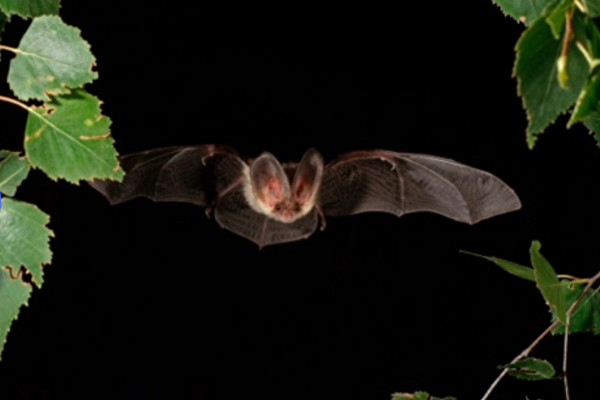 Fledermausflug 