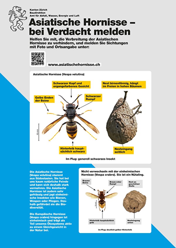 Plakat Asiatische Hornisse