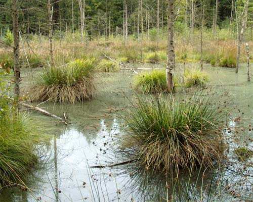 Eine besondere Stimmung verbreitet das Torfmoos. Die abgestorbenen Bäume, die aus dem Wasser ragen geben dem Gebiet eine gespenstische Note. 