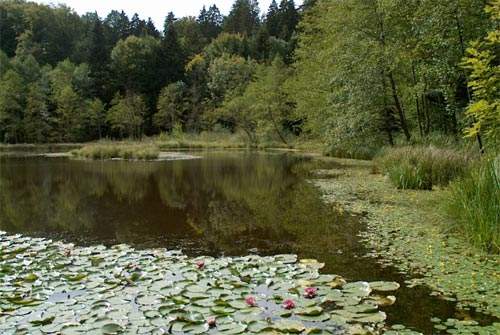 Der kleine Waldsee liegt auf der Anhöhe rechts im Wald versteckt. Nachdem der kurze Verbindungsweg zurückgelegt ist, kann man das Cholmoos in seiner ganzen Schönheit überblicken.