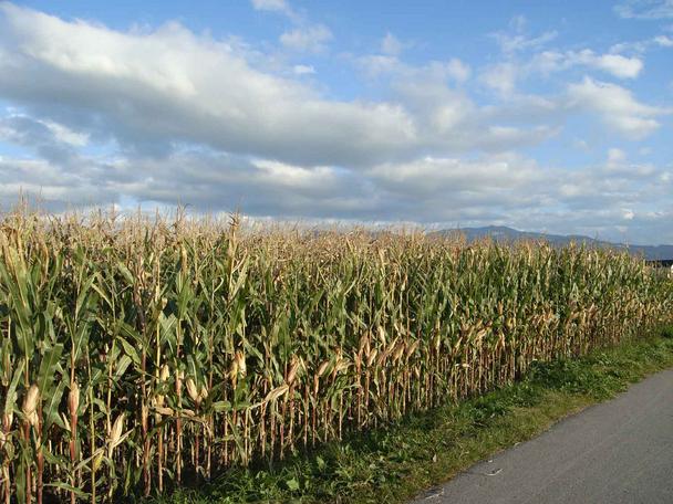 Ein Maisfeld zwischen Au und Heerbrugg.