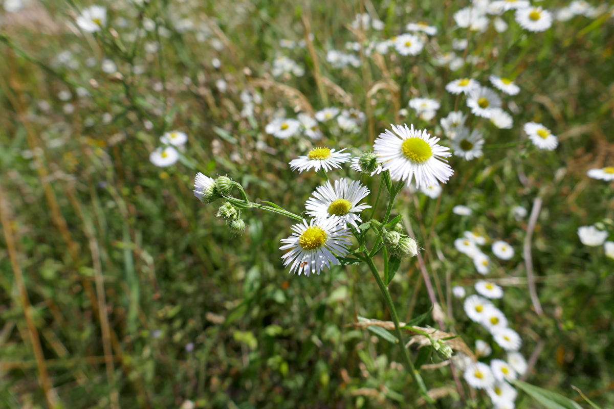 Au SG - Reissen Sie invasive Neophyten im eigenen Garten aus und helfen ...