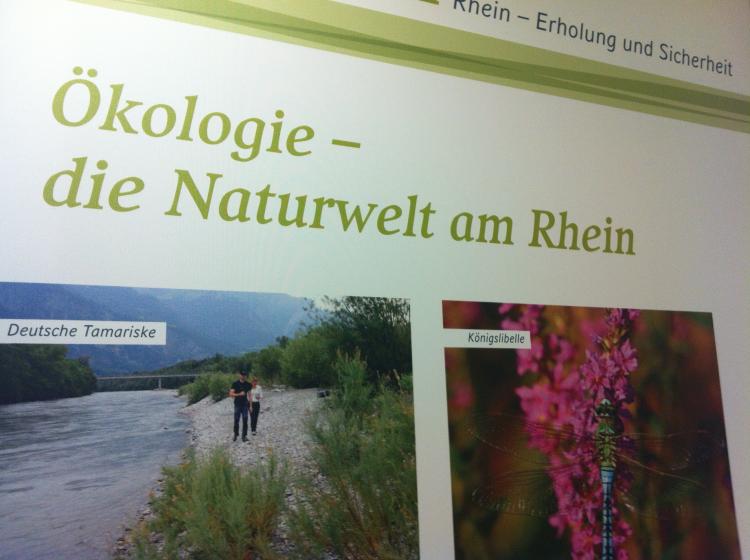 Die Naturwelt am Rhein