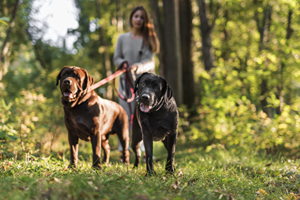 Bild Hundehaltung