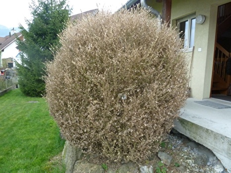 abgestorbener Buchsbaum