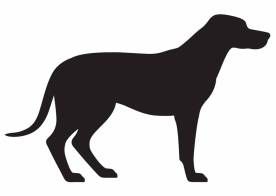 Hund