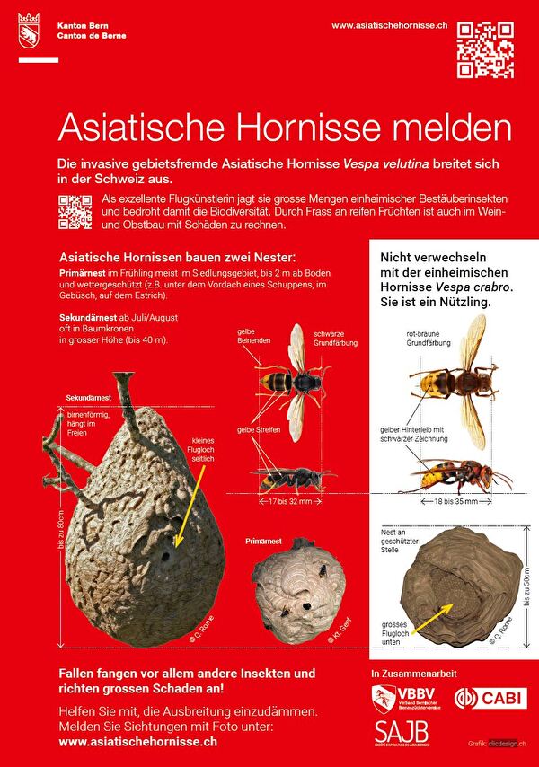 Asiatische Hornisse melden