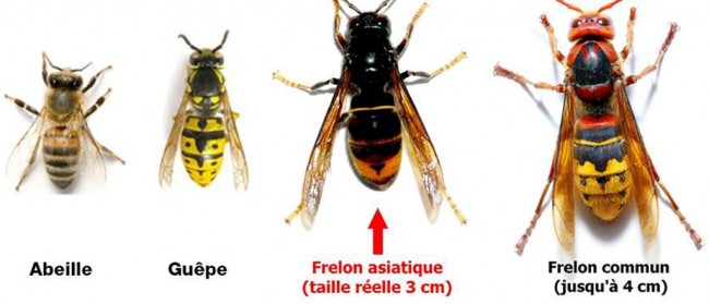Aide à l'identification 