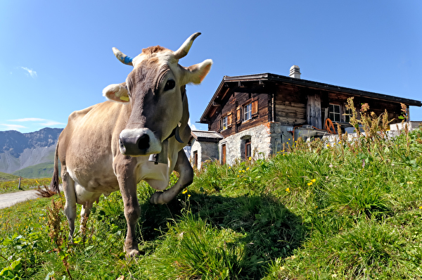 Alpviehsömmerung
