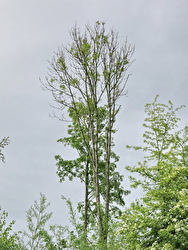 Esche mit abgestorbenen Trieben in Gossau.