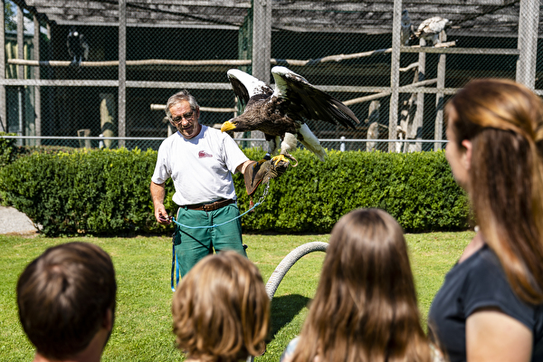 Flugschau Greifvogelpark Buchs