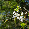 Frühling4