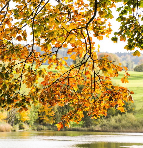 Frühling1