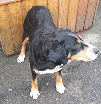 Hund