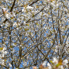Frühling88