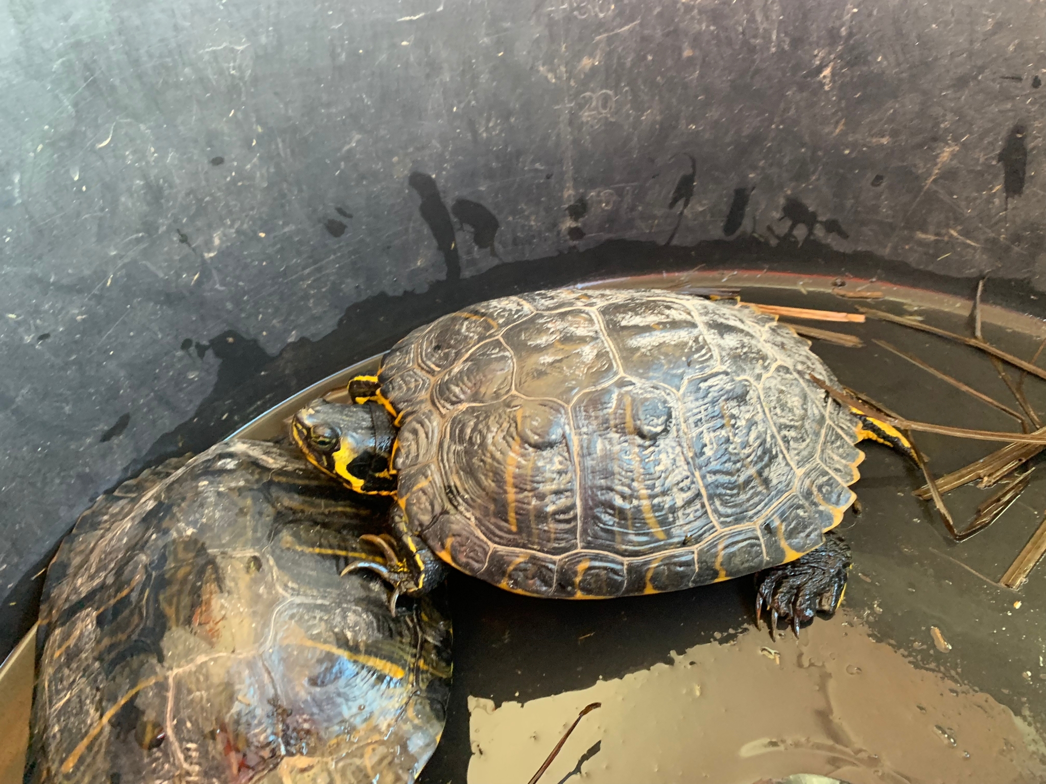 andere Schildkröte