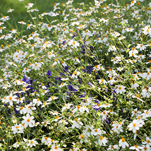 Frühling1