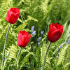 Tulpe