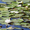 Frühling1
