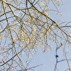 Baum