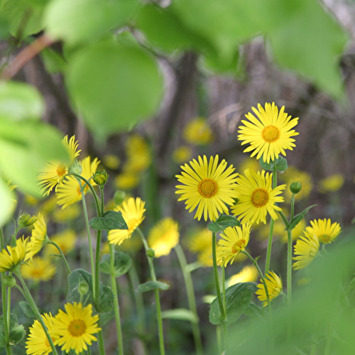Frühling6