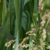 Frühling5
