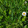 Frühling6