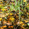 Frühling6