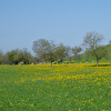 Frühling5