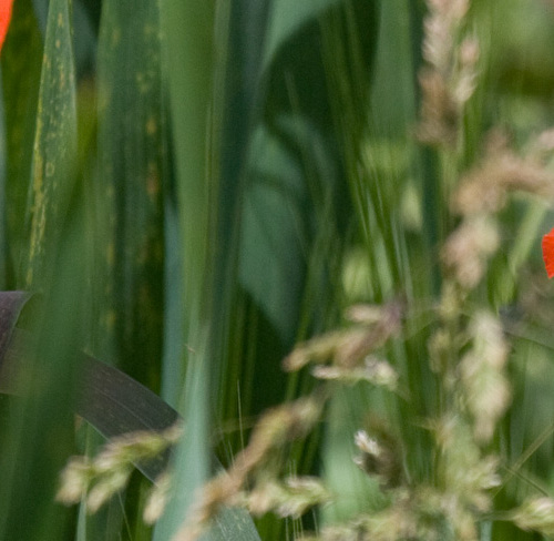 Frühling5