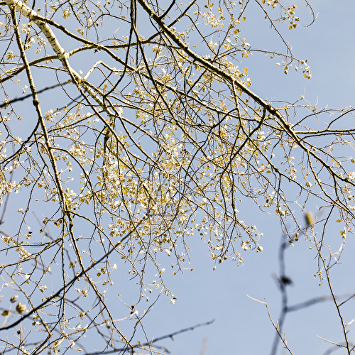 Baum