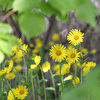 Frühling6
