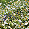 Frühling1