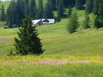 Prodalp