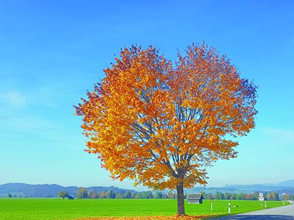 Baum Uznacherstrasse