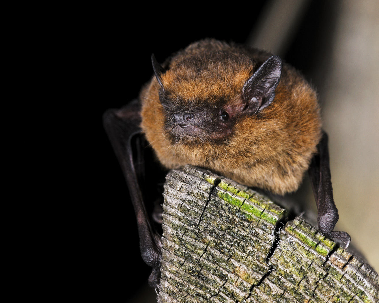 Zwergfledermaus