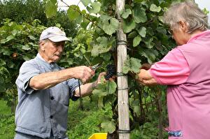 Wimmet im Rebberg