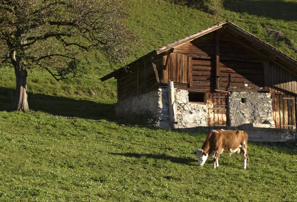 Landwirtschaft