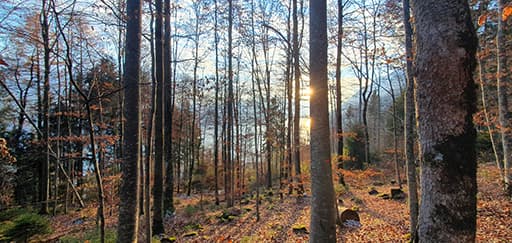 Wald Brienz