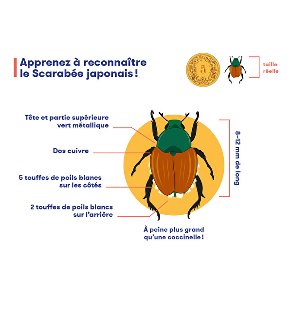 illustration du flyer officiel