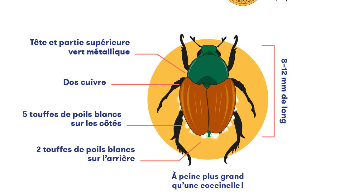 illustration du flyer officiel