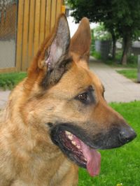 Schäferhund