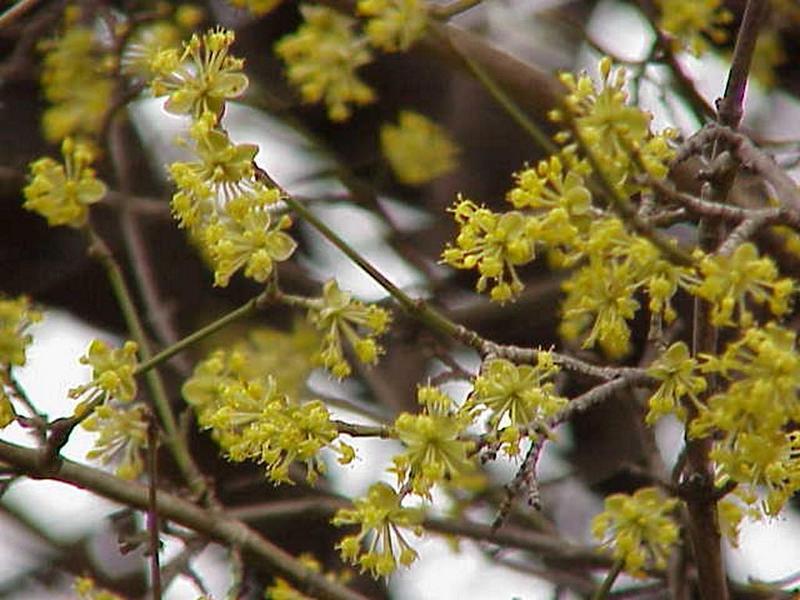 Erscheinungsbild: bis 6 m hoher, locker verzweigter Wildstrauch oder kleiner Baum
Blüte: kleine, gelbe, vor den Blättern erscheinende Blütenstände; blüht Februar-April
Frucht: kirschenähnliche (Name!), rote, fleischige Steinfrucht; August-September
Standortansprüche: wärmeliebende Art; Licht- bis Halbschattenpflanze; bevorzugt mässig trockene bis frische, nährstoff- und basenreiche, lockere Lehmböden
Pflanzorte im Garten: in Wildhecken und Strauchgruppen, als Einzelstrauch oder -baum; auch für grössere Pflanzkübel und Schnitthecken geeignet; durch Wurzelausläufer zur Böschungs- und Hangbefestigung verwendbar
Wert für Tiere: Blätter und Triebe: Nahrung für Säugetiere; Blüten Nektar und Pollen für Wildbienen; Früchte: Nahrung für Vögel, Säugetiere