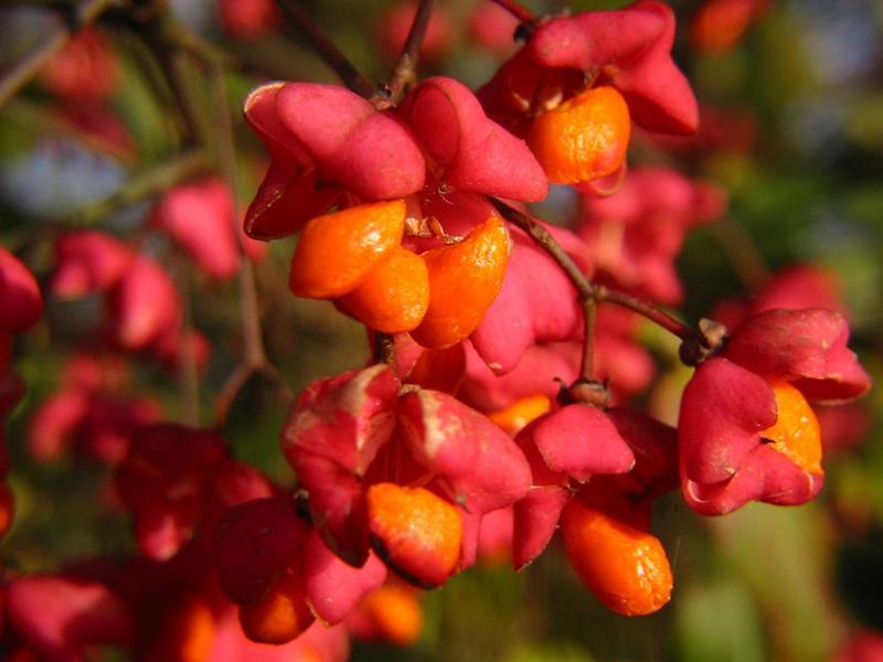 Erscheinungsbild: 2-6 m hoher, aufrecht wachsender Wildstrauch; sommergrüne Blätter mit gelb bis leuchtend roter Herbstfärbung; wintergrüne, durch Korkleisten vierkantige Zweige (= Rutenstrauch)
Blüte: grün-weisse, unscheinbare Einzelblüten; blüht Mai-Juni; schwach duftend
Frucht: auffällig rosa-orangefarbene Kapselfrüchte; August Oktober
Standortansprüche: wärmeliebende Art; Licht- bis Halbschattenpflanze; bevorzugt frische, nährstoff- und basenreiche, tiefgründige Lehmböden; erträgt aber auch feuchte und mässig trockene Standorte
Pflanzorte im Garten: in Wildhecken und Strauchgruppen, als Einzelstrauch; am Ufer von Gartenweihern; aufgrund Giftigkeit nicht für Kinderspielplätze (u. ä. Orte) geeignet
Wert für Tiere: Blüten: Nektar für Fliegen, Wildbienen, Käfer; Samen: Nahrung für Vögel