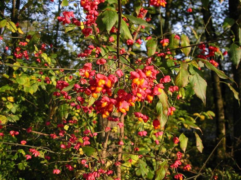 Erscheinungsbild: 2-6 m hoher, aufrecht wachsender Wildstrauch; sommergrüne Blätter mit gelb bis leuchtend roter Herbstfärbung; wintergrüne, durch Korkleisten vierkantige Zweige (= Rutenstrauch)
Blüte: grün-weisse, unscheinbare Einzelblüten; blüht Mai-Juni; schwach duftend
Frucht: auffällig rosa-orangefarbene Kapselfrüchte; August Oktober
Standortansprüche: wärmeliebende Art; Licht- bis Halbschattenpflanze; bevorzugt frische, nährstoff- und basenreiche, tiefgründige Lehmböden; erträgt aber auch feuchte und mässig trockene Standorte
Pflanzorte im Garten: in Wildhecken und Strauchgruppen, als Einzelstrauch; am Ufer von Gartenweihern; aufgrund Giftigkeit nicht für Kinderspielplätze (u. ä. Orte) geeignet
Wert für Tiere: Blüten: Nektar für Fliegen, Wildbienen, Käfer; Samen: Nahrung für Vögel