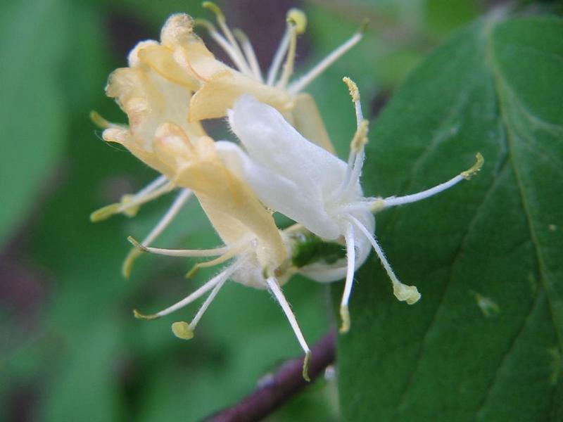 Erscheinungsbild: bis 3 m hoher, breiter Wildstrauch, von Grund aus reichverzweigt, früh austreibende, sommergrüne Blätter
Blüte: kleine, gelblichweisse-rötliche Blütenpaare an den Achseln der Laubblätter; blüht April-Mai
Frucht: scharlachrote Beeren, paarweise dicht zusammenstehend oder am Grund verwachsen; Juni-Juli
Standortansprüche: Schatten- bis Halbschattenpflanze; bevorzugt frische, nährstoff- und basen- reiche, tiefgründige Lehmböden (kalkhaltig); sehr frost-hart, erträgt Schatten gut
Pflanzorte im Garten: in eher schattigen Wildhecken und Strauchgruppen, als Einzelstrauch; sehr gut im Unterstand von Baumgruppen möglich; auch für grössere Balkonkübel sowie Schnitt- und Blockhecken geeignet
Wert für Tiere: Blätter: Raupennahrung; Blüte: Nektar für Schmetterlinge; Beeren für Vögel und Säugetiere; Schmetterlinge als Nahrung für Fledermäuse