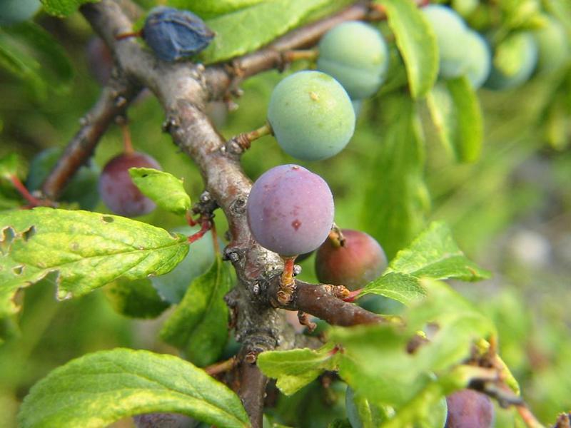 Erscheinungsbild: 1-3 m hoher, langsam wachsender, sehr sparrig verzweigter, stark dorniger Wildstrauch
Blüte: zahlreiche, weisse Einzelblüten, vor dem Blattaustrieb erscheinend; blüht April-Mai
Frucht: dunkelblau bis schwarze, lang haftende Steinfrüchte (Schlehe); September-Oktober; Frucht erst nach dem ersten Frost mild süss, vorher herb zusammenziehender Geschmack
Standortansprüche: etwas wärmeliebende Art; Lichtpflanze; bevorzugt frische bis mässig trockene Standorte mit basen- und kalkreichen Lehm- oder Rohböden; wenig empfindlich gegen Hitze, Trockenheit und Frost
Pflanzorte im Garten: in Wildhecken und Strauchgruppen, als Einzelstrauch; als Pionierstrauch und Intensivwurzler zur Böschungsfestigung sehr gut geeignet; Wurzelschäden möglich!
Wert für Tiere: Blätter: Raupennahrung; Blüten: Nektar für Schmetterlinge, Fliegen; Früchte: Nahrung für Vögel; Deckung für Vögel und Säugetiere